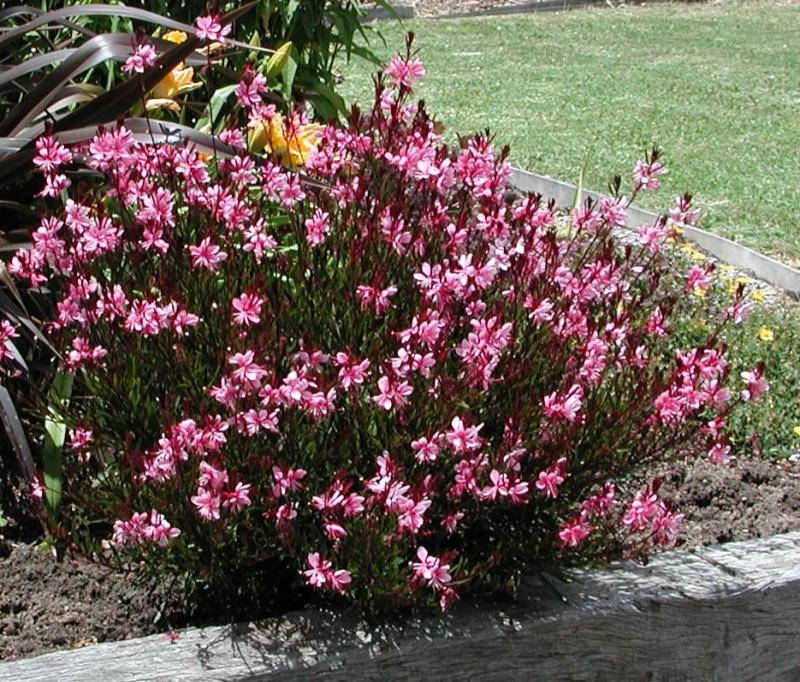 Gaura lindheimeri pink- гаура розова (1211)